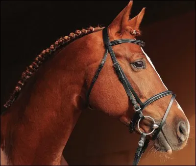 De quelle couleur est la robe de ce cheval ?