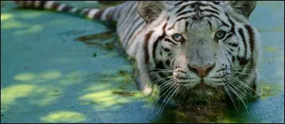 Pour le premier, un animal fort et loyal, courageux et bienveillant, quelle bête de la nature représente la puissance ?