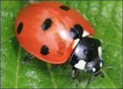 La coccinelle est un insecte.