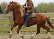 Test Quelle race de cheval te correspond ?