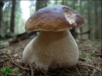 Retournons le chapeau de ce champignon ! Qu'allons-nous trouver dessous ?