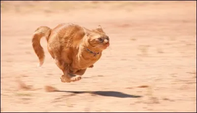 Quelle est la vitesse maximale qu'un chat peut atteindre ?