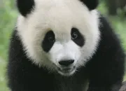 Quiz Le panda