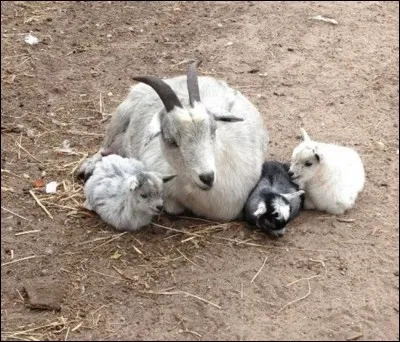 Combien de temps dure la gestation d'une chèvre?