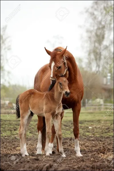 Le petit du cheval/poney se nomme :