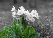 Quiz Donnez de la couleur  mes fleurs !