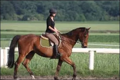 De quel côté faut-il monter sur un cheval ?