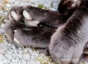 Quiz Les animaux domestiques