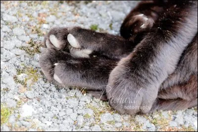 Comment s'appellent les choses moelleuses sous les pattes d'un chat ?