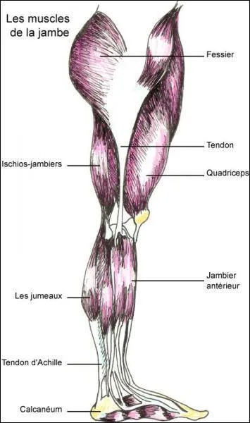 Les muscles les plus gros sont ceux des jambes.