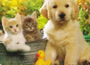 Quiz Comme chien et chat (2)