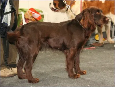 Quelle race de chien est-ce ?