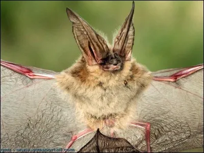 Quelle est la signification de la chauve-souris qui vous touche ?