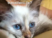 Test Pourrais-tu tre ma petite chatte Luna ?