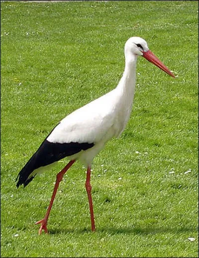 Le cigogne doit courir sur l'eau pour s'envoler