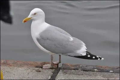 A quelle famille d'oiseaux marins appartiennent le goéland et la mouette ?