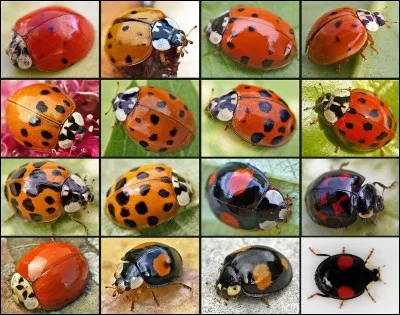 Que représentent les points sur les coccinelles ?