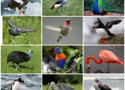 Quiz Les oiseaux