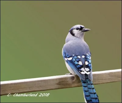 Quel est cet oiseau ?