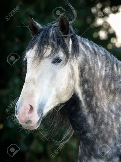 Quelle est la robe de ce cheval ?