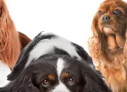 Quiz Le Cavalier King Charles