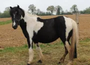 Quiz Robes des chevaux