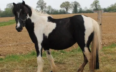 Quiz Chevaux