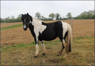 Quelle est la robe de ce cheval ?