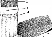 Quiz Caractristiques du chaume et de la base du limbe d'une gramine