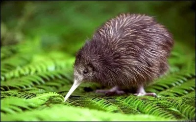 Les kiwis vivent en Asie.