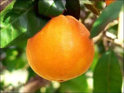 J'ai douze oranges dans un panier. Si mon frre et moi en prenons une et en donnons une  chacun de ses quatre amis. Quel sera le pourcentage restant au fond du panier?