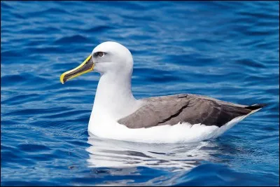 Quel terme décrit le mieux un albatros ?