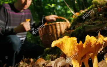 Quiz Champignons