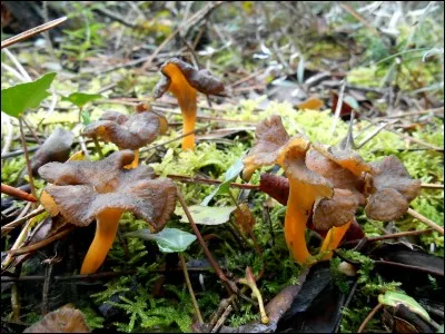 Je prends la voiture, je la gare devant la forêt et j'y vais.
Et là, je m'enfonce un peu dans la forêt, et je découvre ceci. Mais qu'est-ce que c'est ?