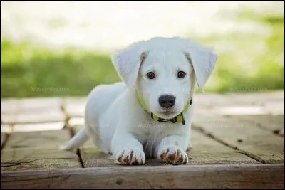 Il existe des chiens sans...