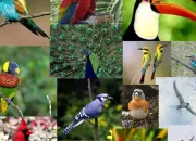 Test Quel oiseau es-tu en 5 questions ? Test 2018