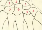 Quiz Nom des os du carpe