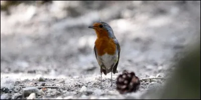 L'oiseau est un...