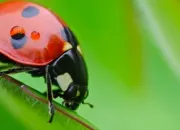 Quiz Autour de la coccinelle