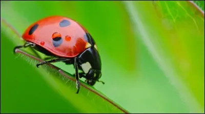 Quel est le surnom de la coccinelle ?