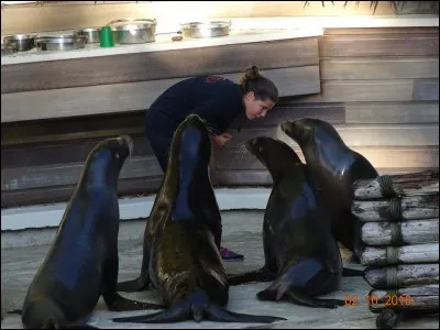 Quel est l'orthographe exact du nom des otaries ?