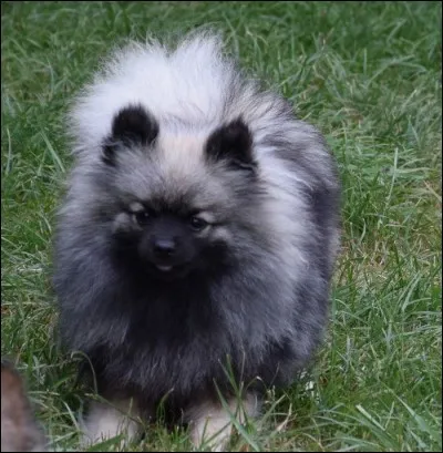 Quelle est la taille du spitz loup ?