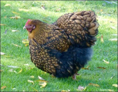 Parmi ces propositions, laquelle n'est pas une race de poules ?