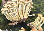 Quiz Les champignons en images