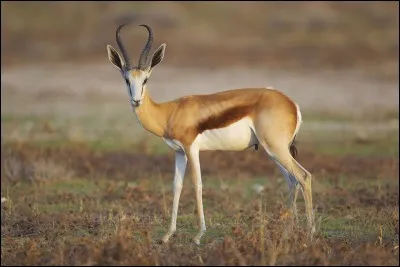 À quel pays peut-on associer le springbok ?