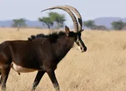 Quiz Les animaux emblmes des pays d'Afrique. - (4)