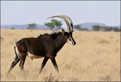 L'hippotrague noir est l'emblème de la/du :