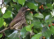 Quiz Les animaux emblmes des pays d'Amrique. - (2)