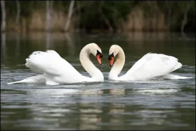 Le cygne tuberculé est l'emblème national de/du :