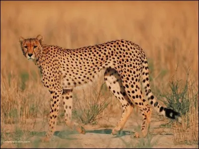 Quand le guépard court, il peut faire des bonds de :